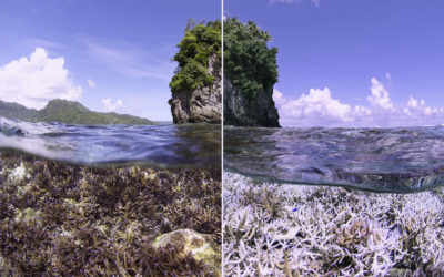 Celebrate World Oceans Day with CHASING CORAL | New Trailer